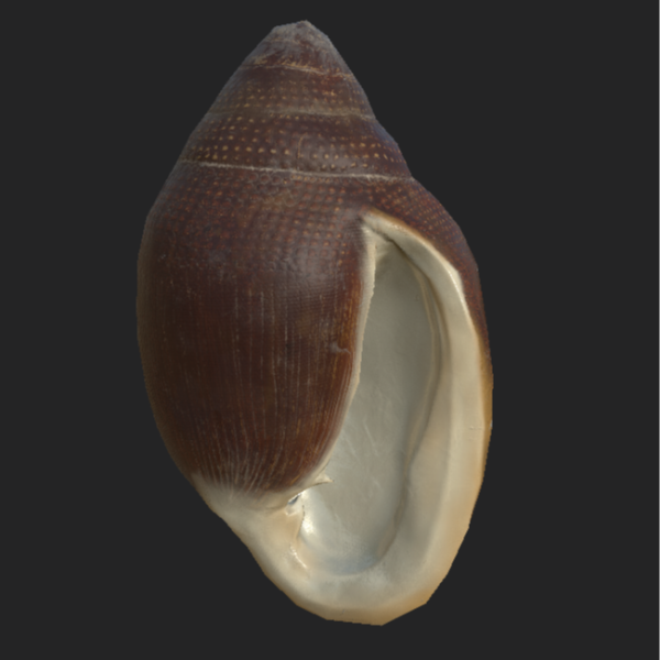 次世代海螺3D模型