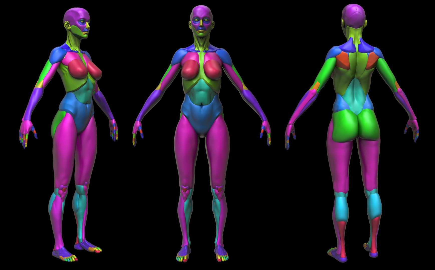 Modular Anatomy01.jpg