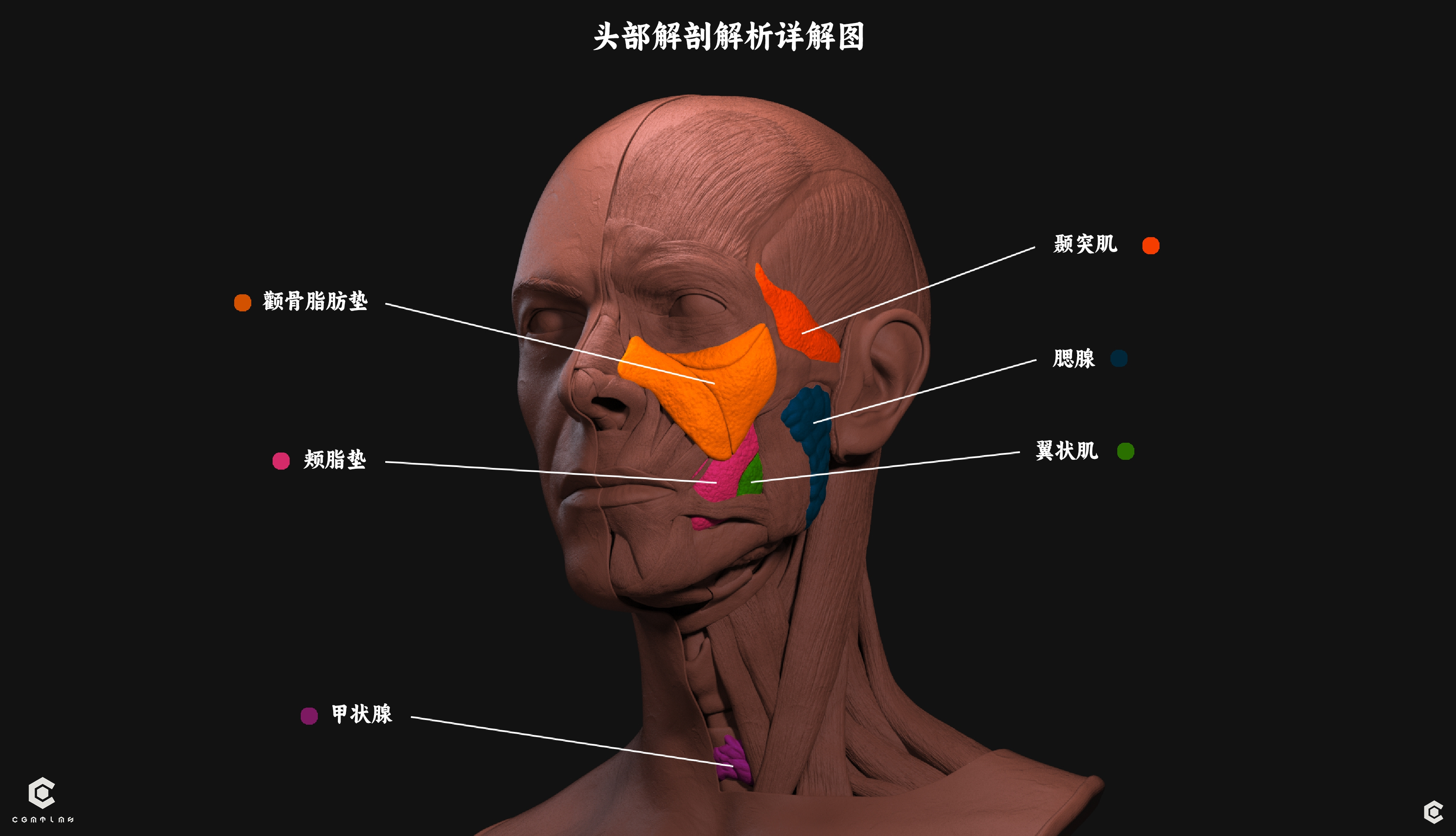 Bowie_Anatomy_Face.pdf_page_4.png