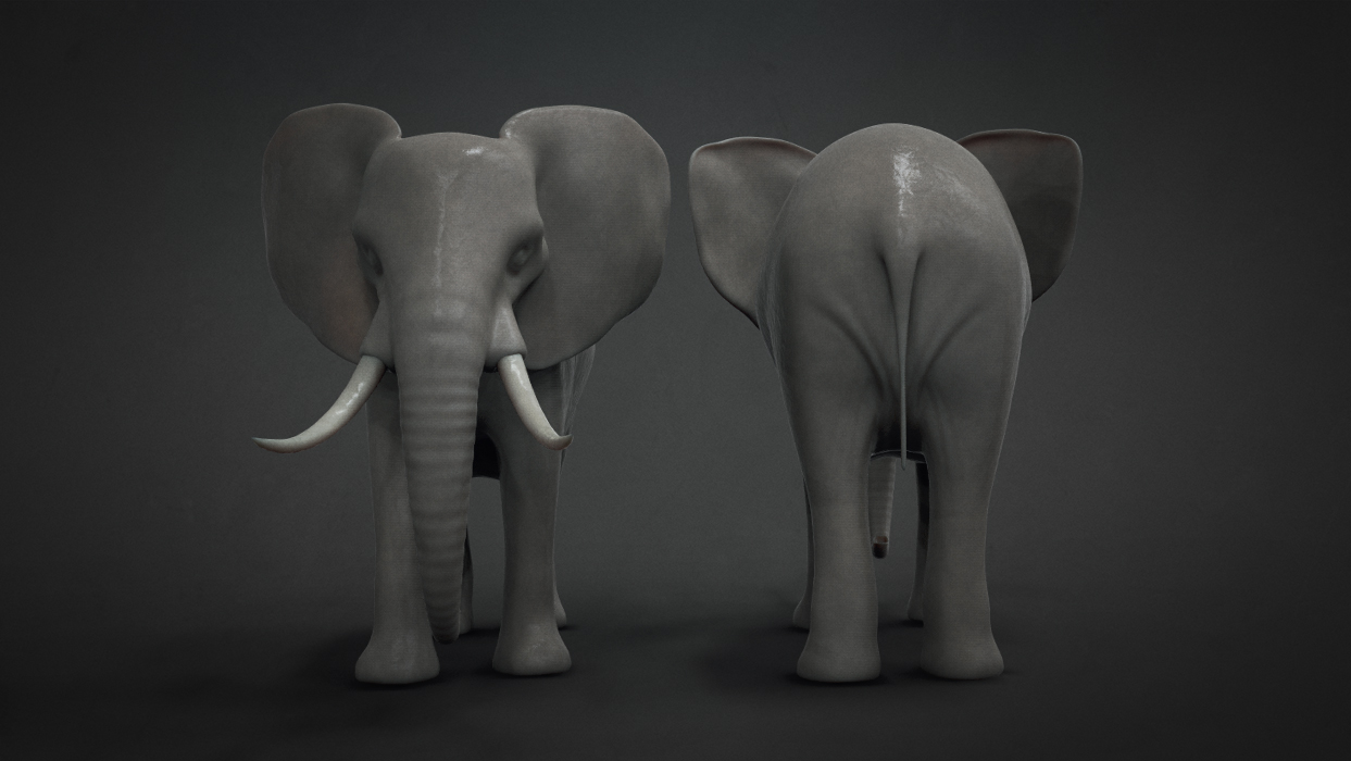 Elephant_02.jpg