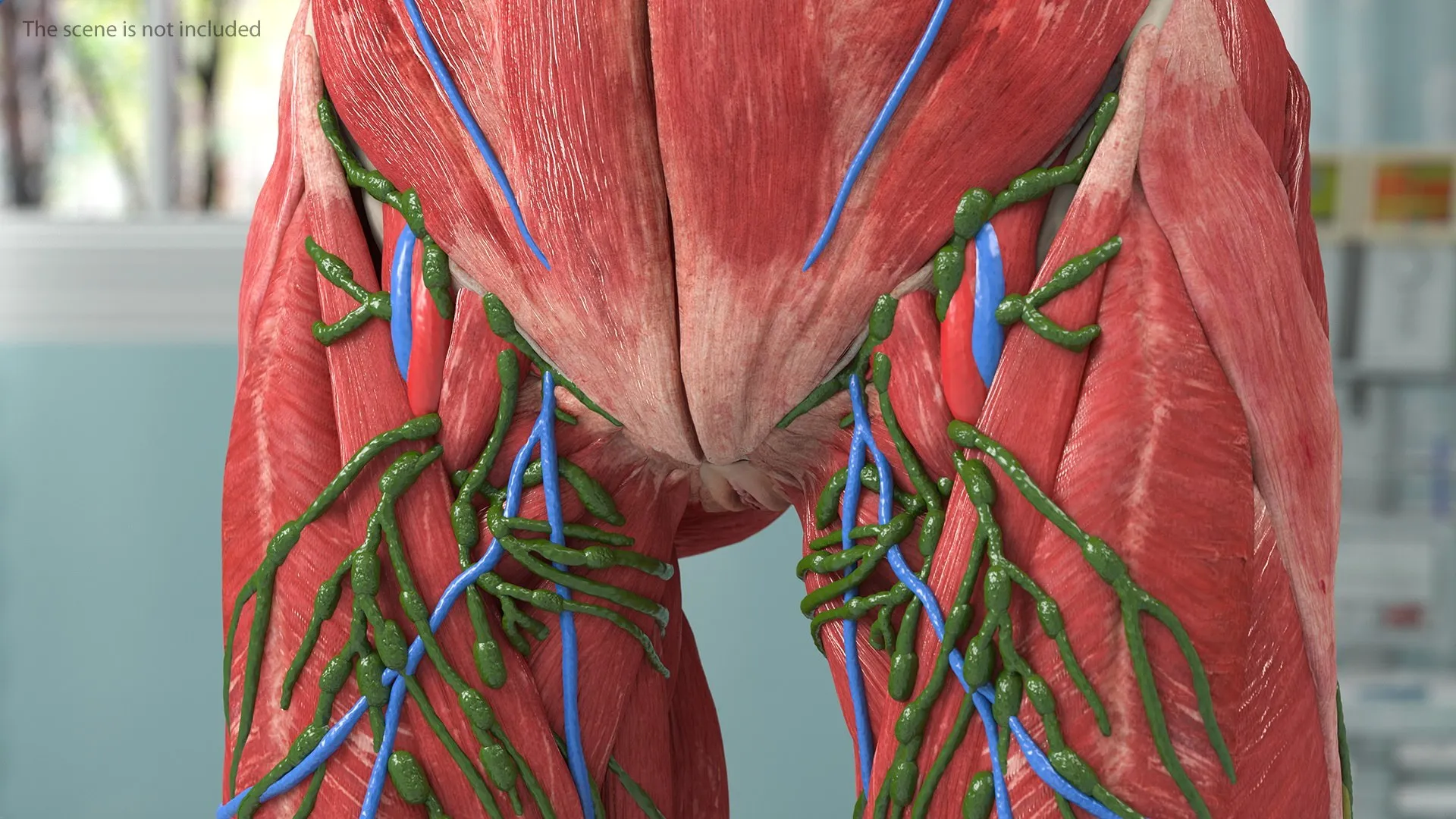 completefemalebodyanatomyfurvray3dmodel024.jpg