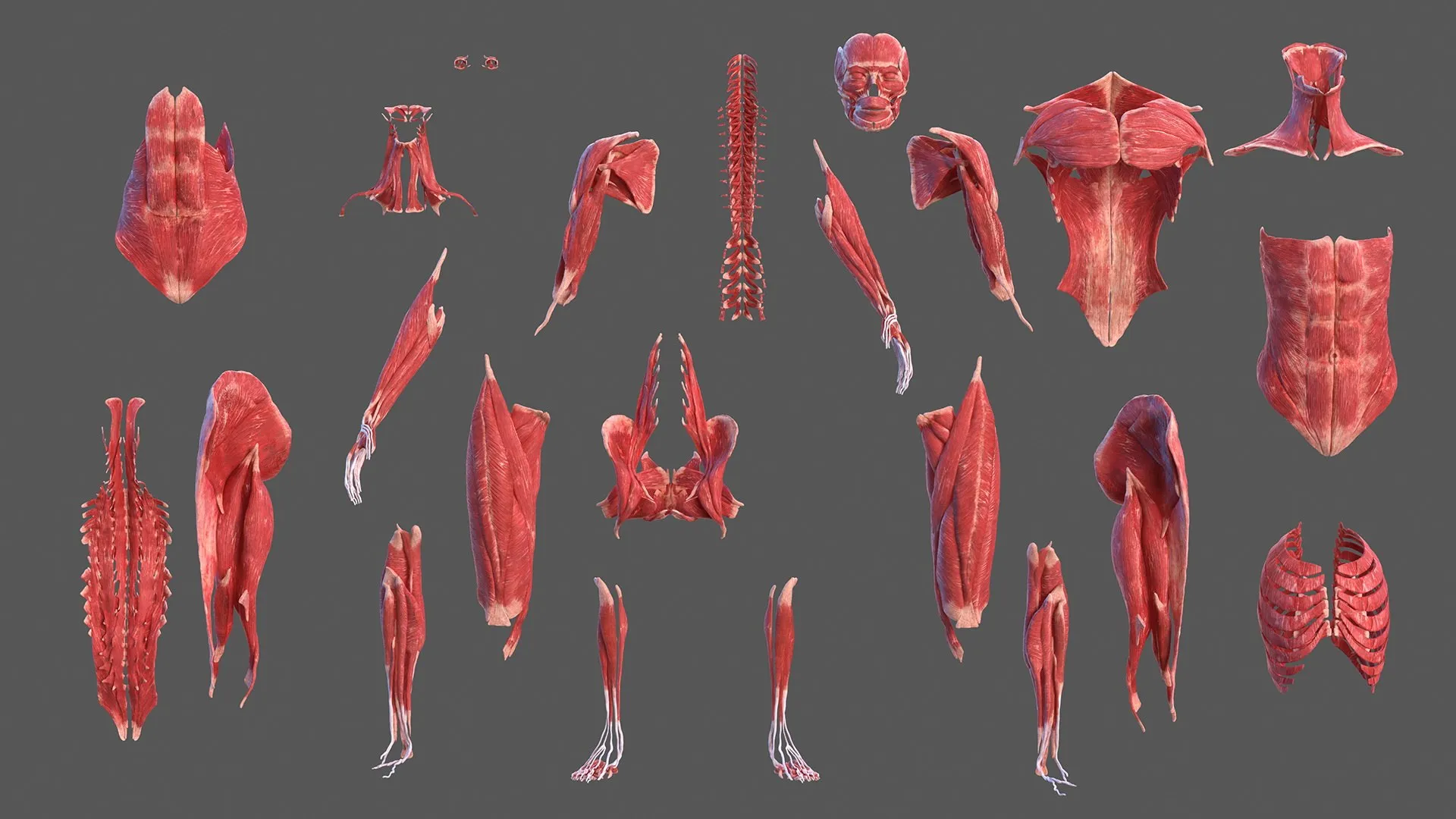 completefemalebodyanatomyfurvray3dmodel010.jpg