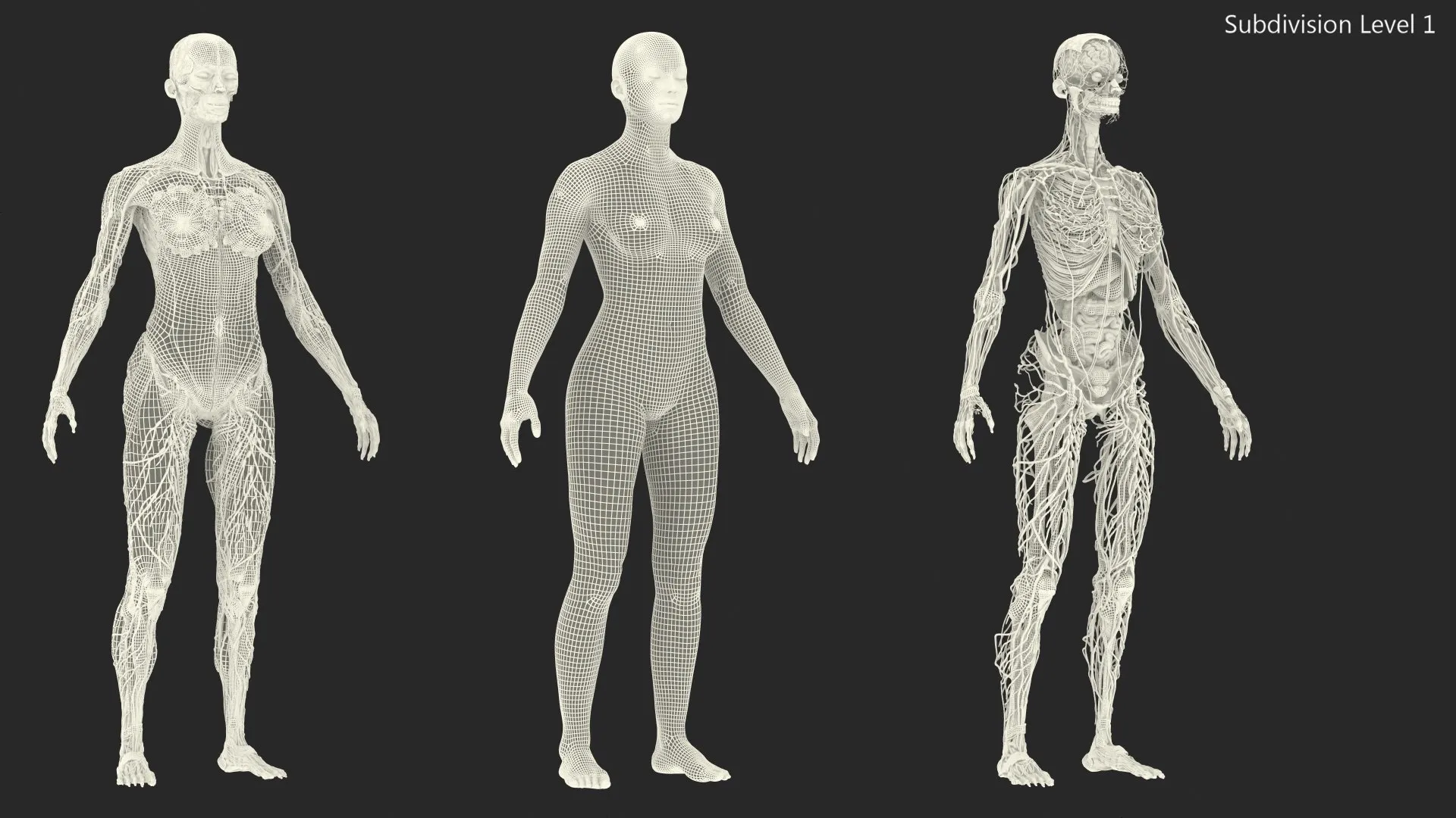 completefemalebodyanatomyfurvray3dmodel053.jpg