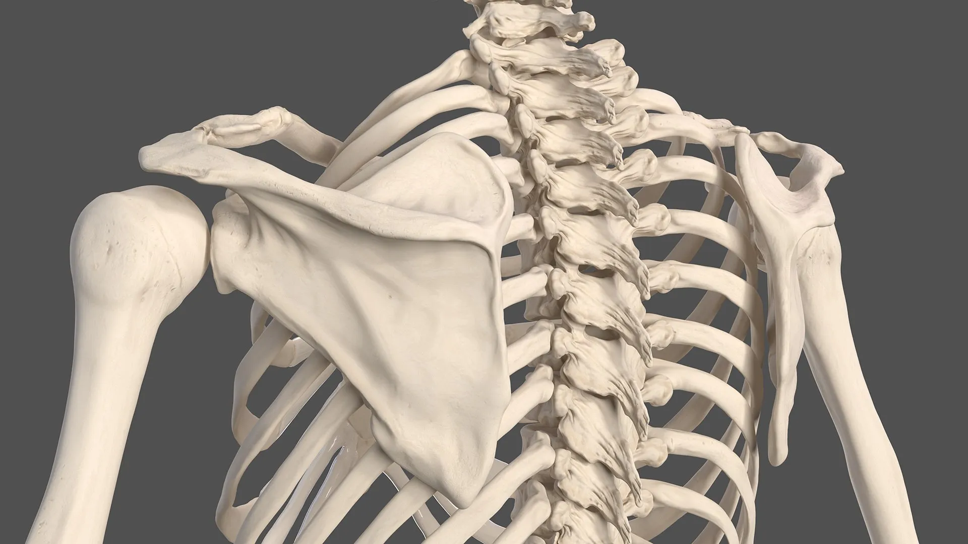 malefullbodyanatomyandskinmb3dmodel132.jpg