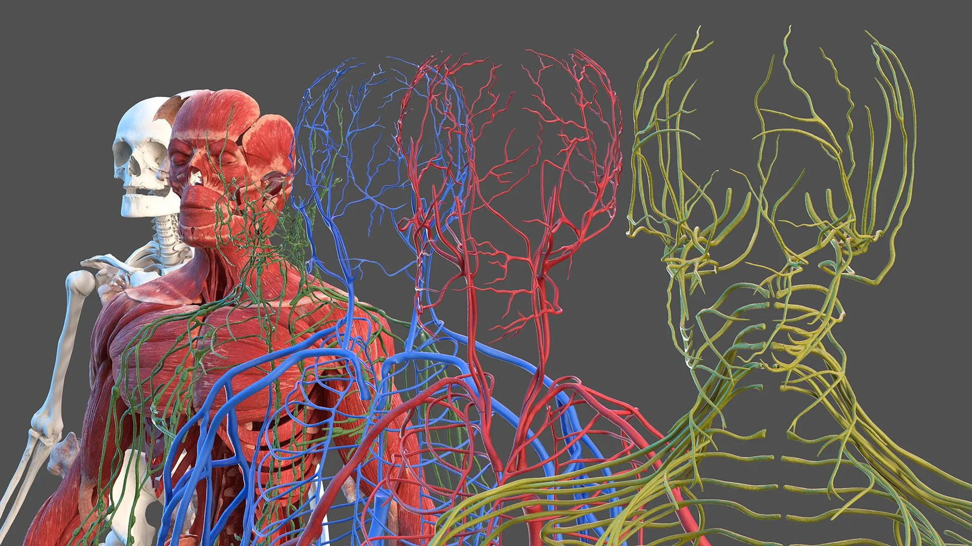 malefullbodyanatomyandskinmb3dmodel020.jpg