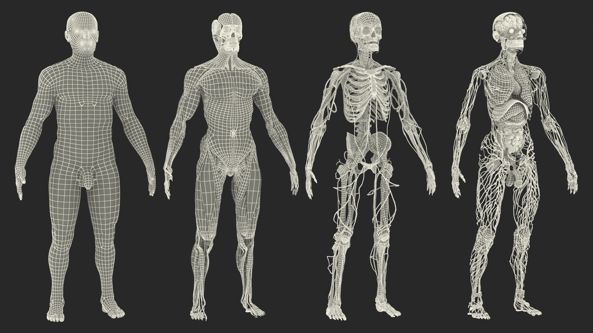 male_full_body_anatomy_and_skin_361-1.jpg