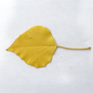 Leaf_10_DIFF.jpg