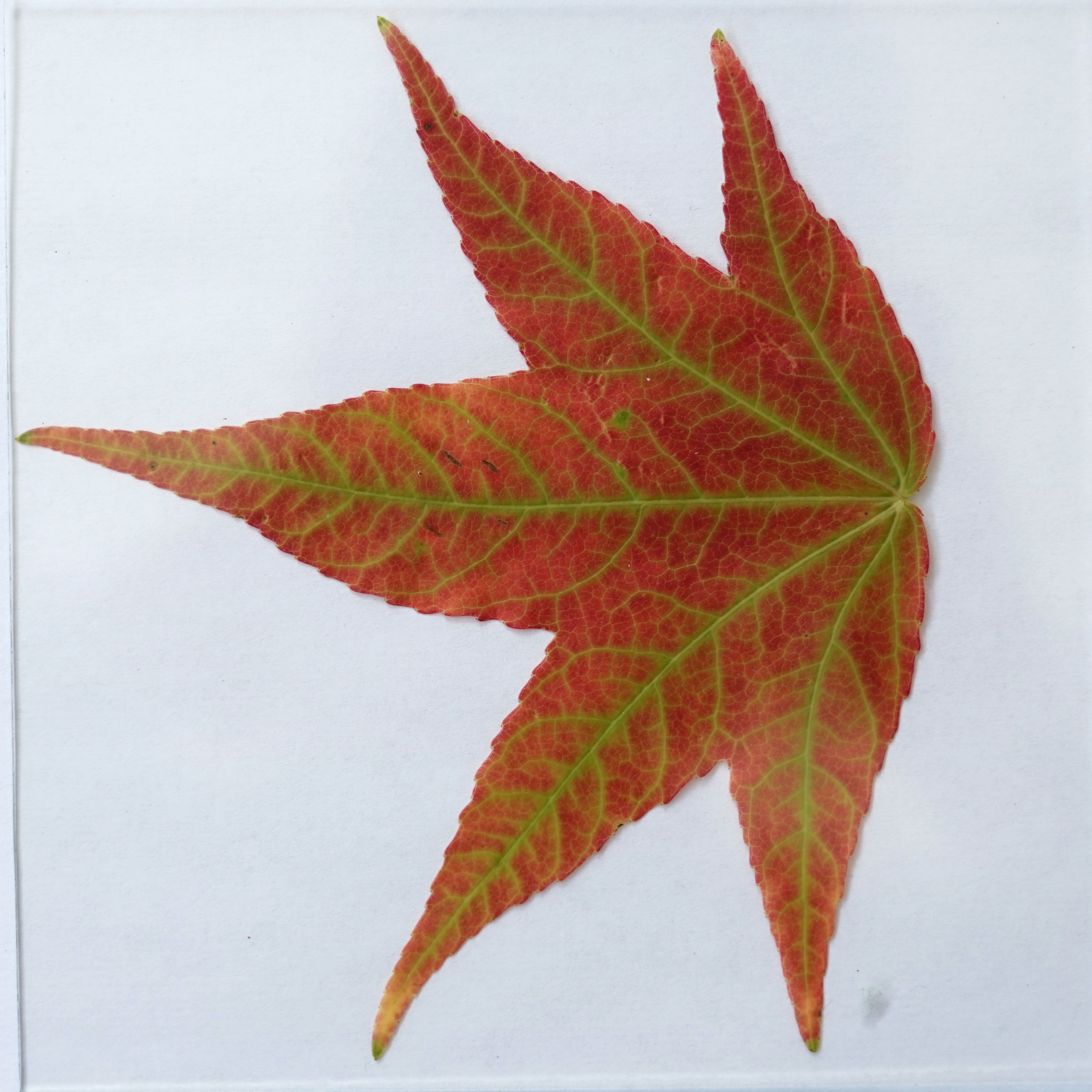 Leaf_15_DIFF.jpg