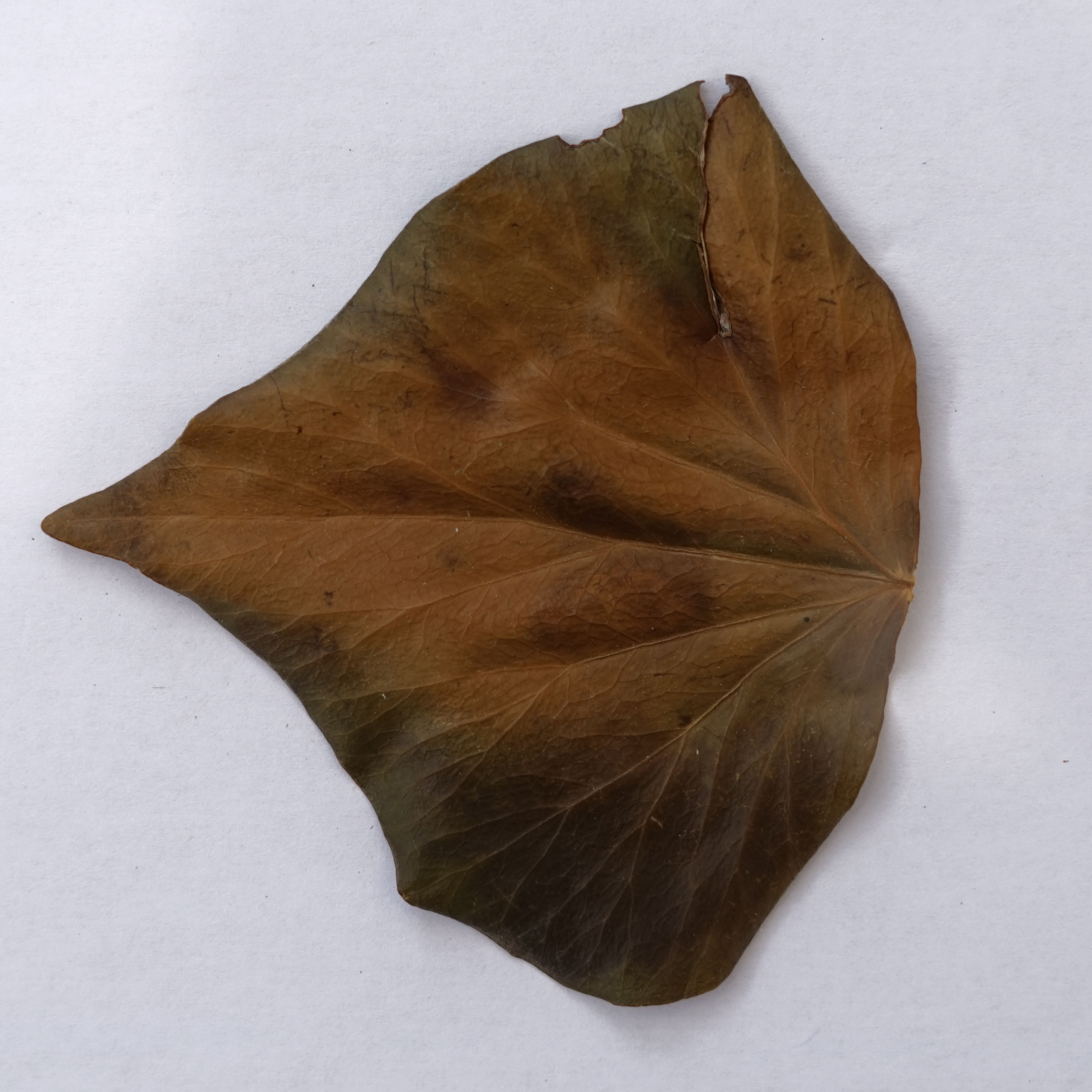 Leaf_24_DIFF.jpg
