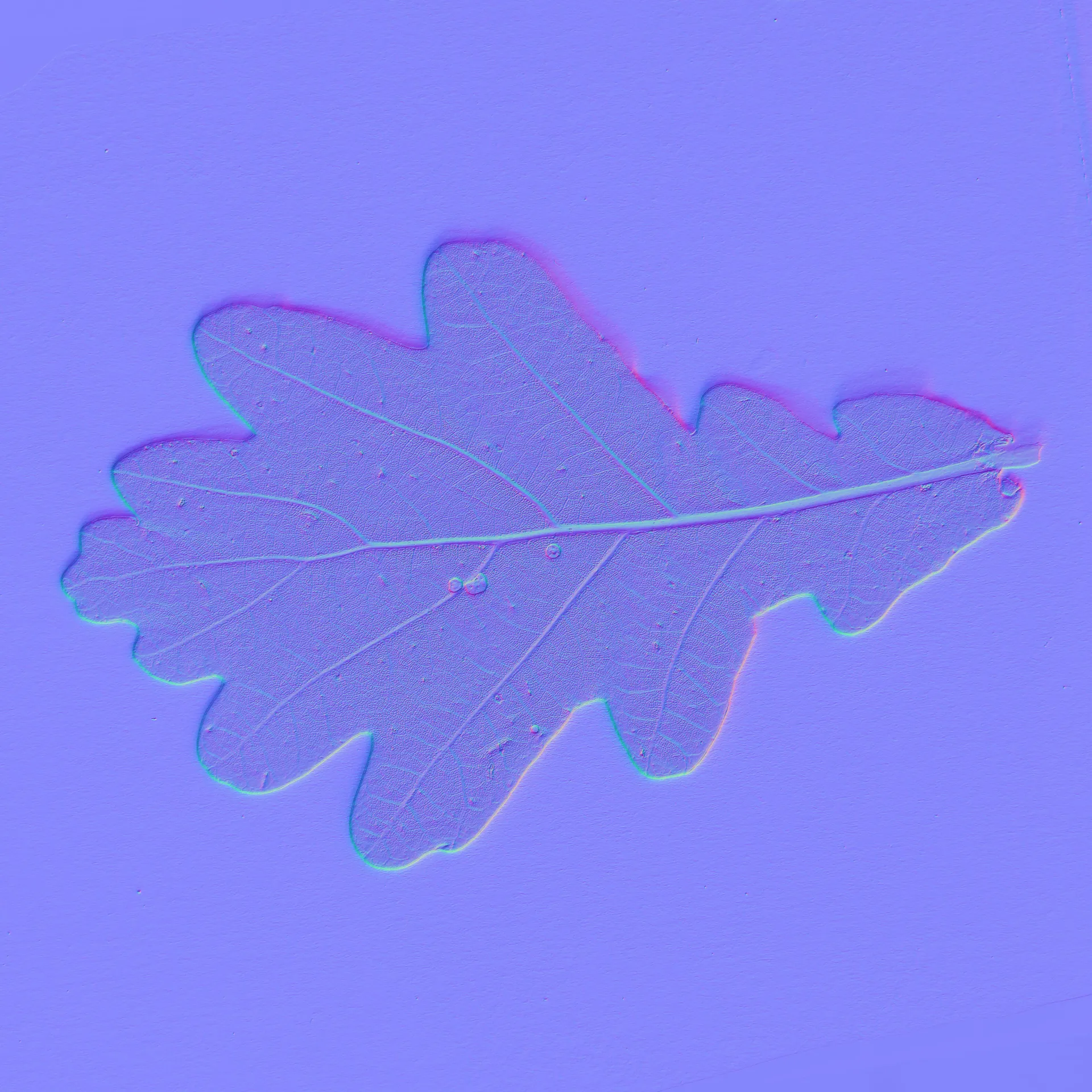 Leaf_01_BACK_NM.jpg