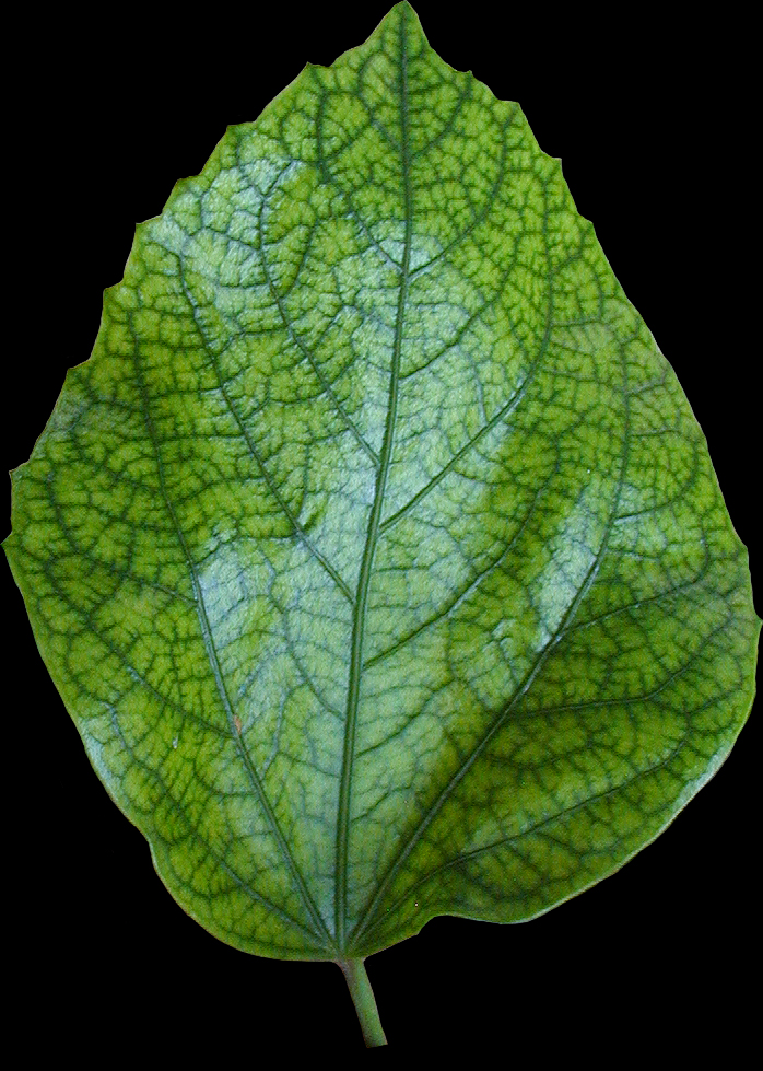 leaf158.jpg