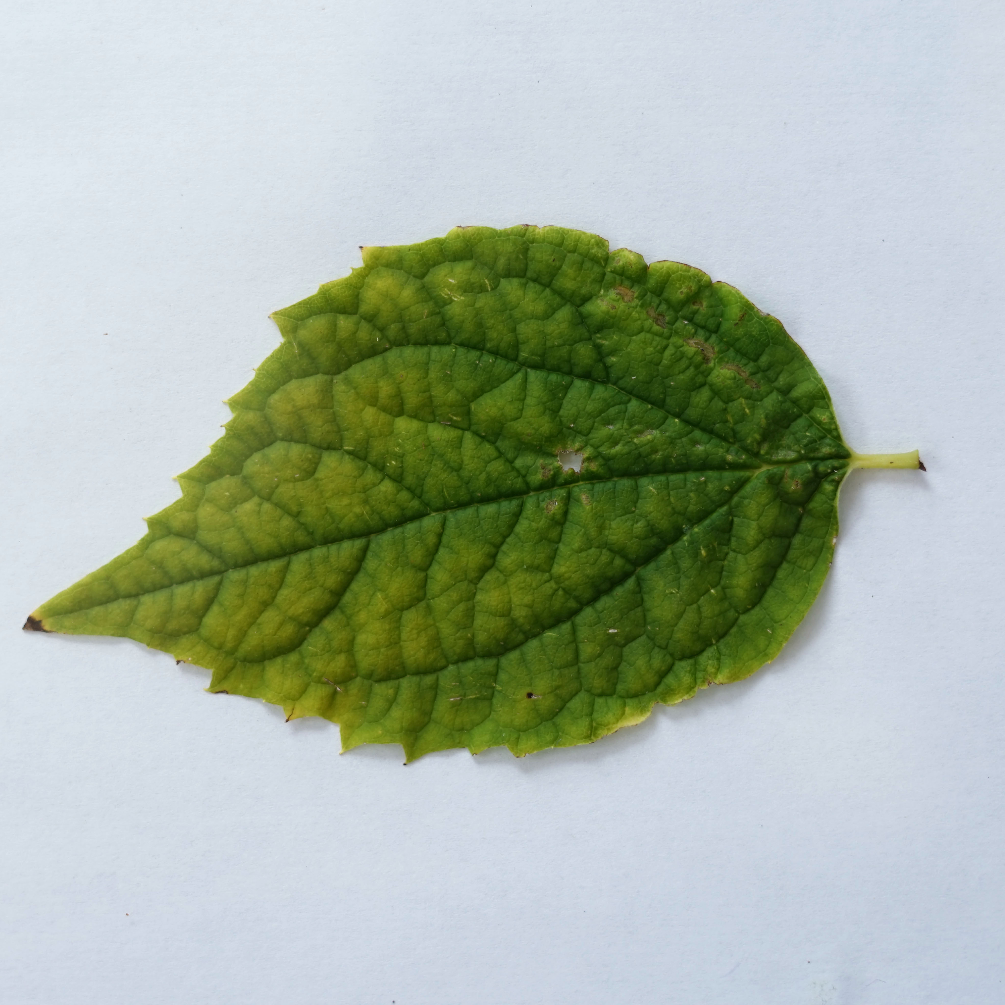 Leaf_31_DIFF.jpg