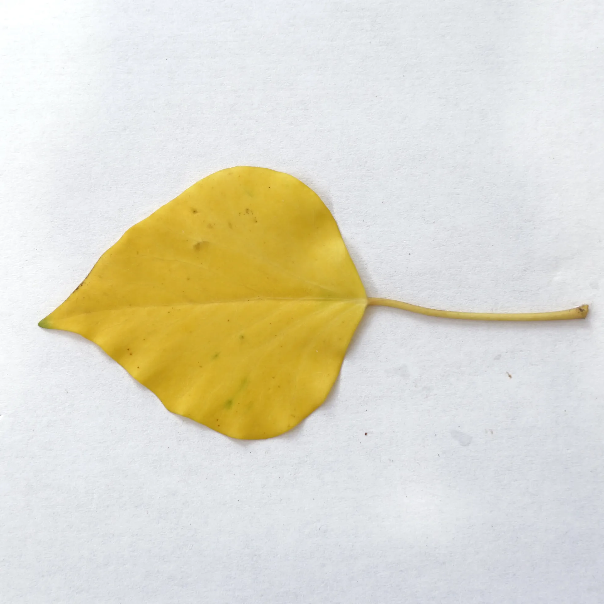 Leaf_10_DIFF.jpg