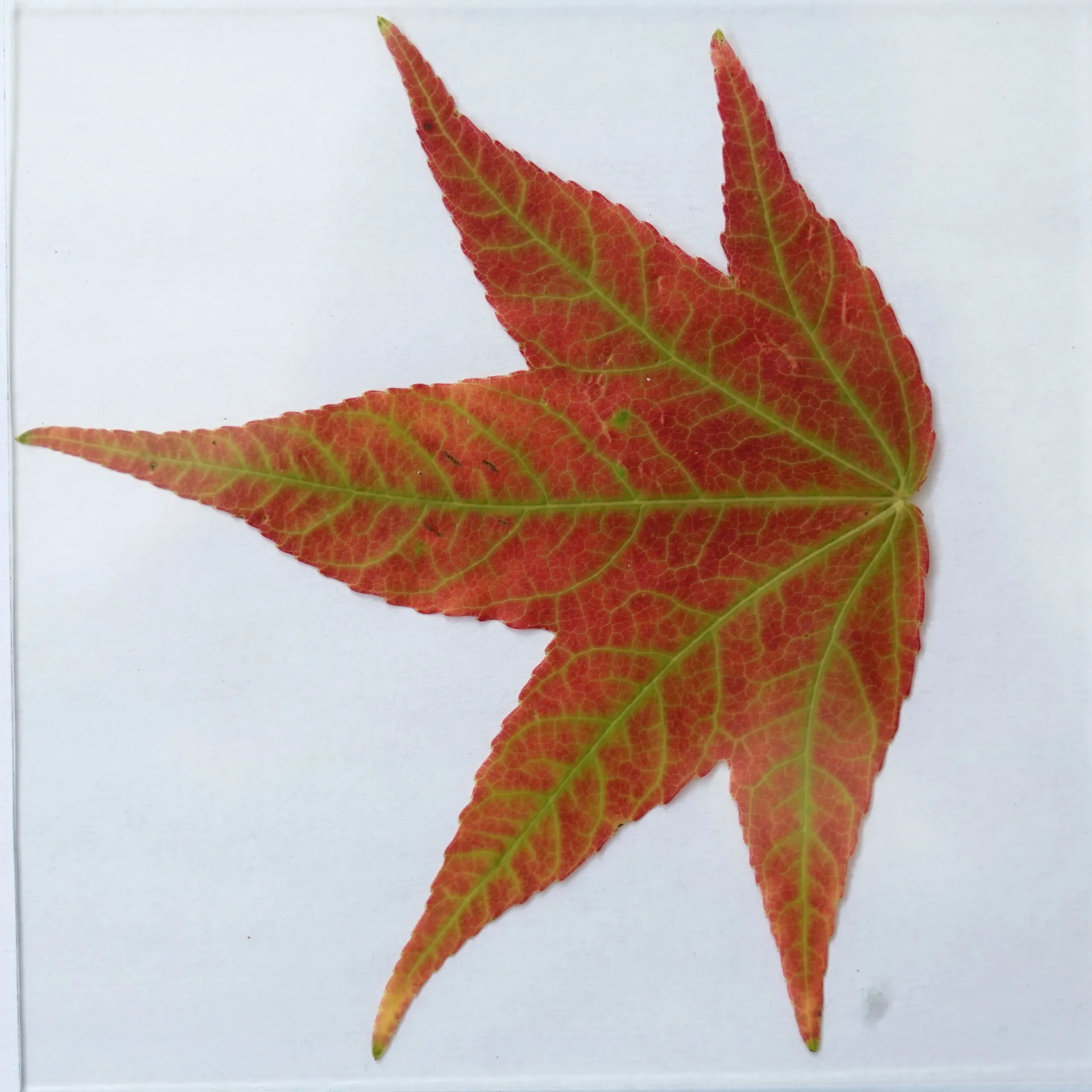 Leaf_15_DIFF.jpg