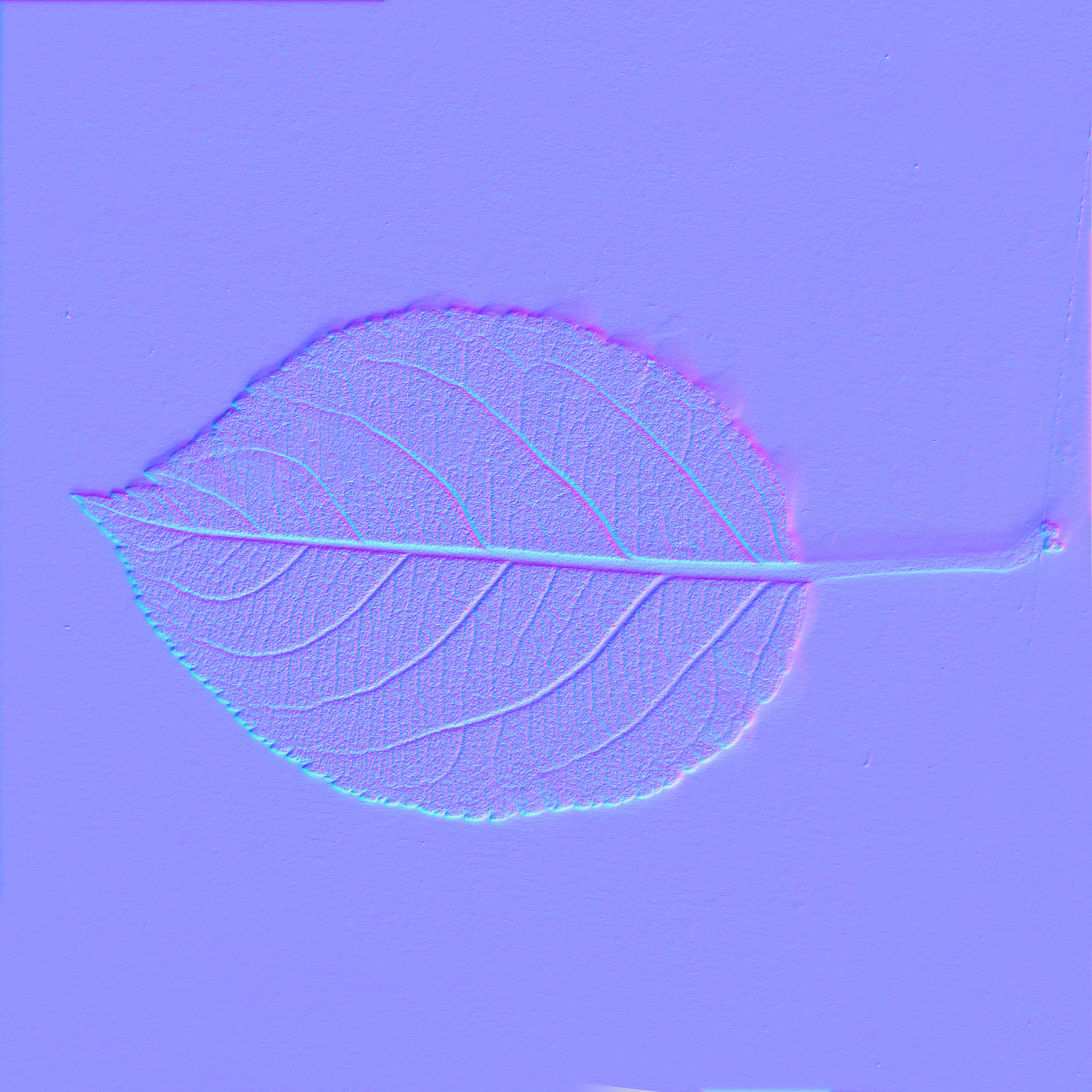 Leaf_19_BACK_NM.jpg