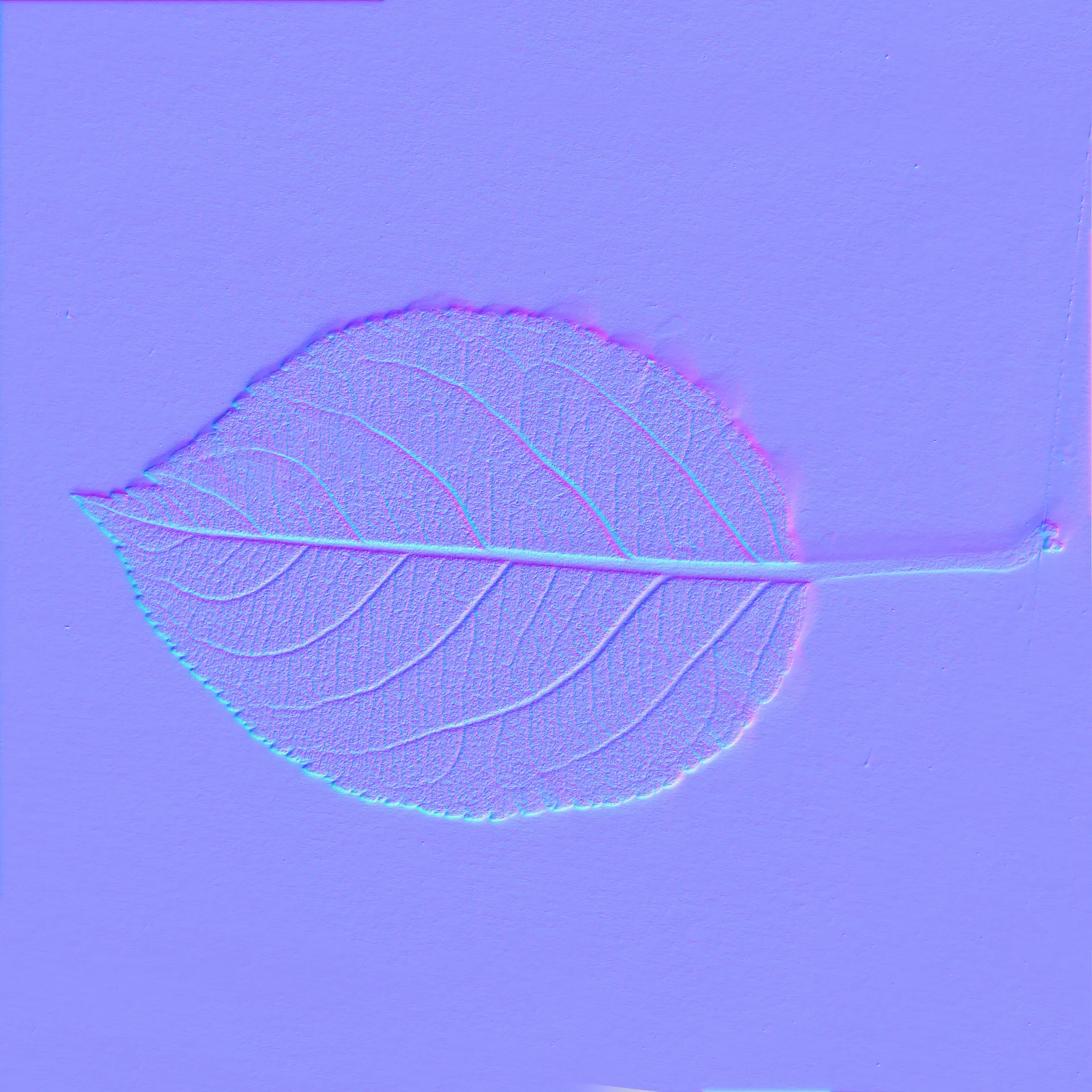 Leaf_19_BACK_NM.jpg