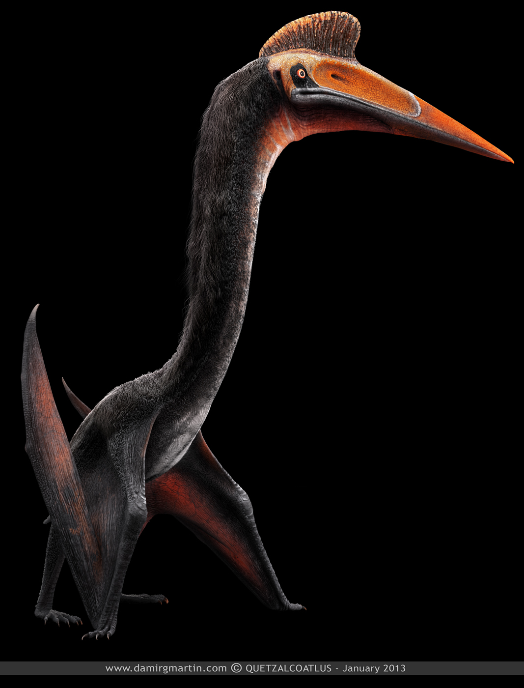 Quetzalcoatlus_web.jpg