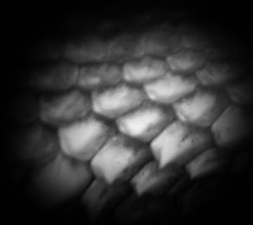 ReptileScales2.jpg