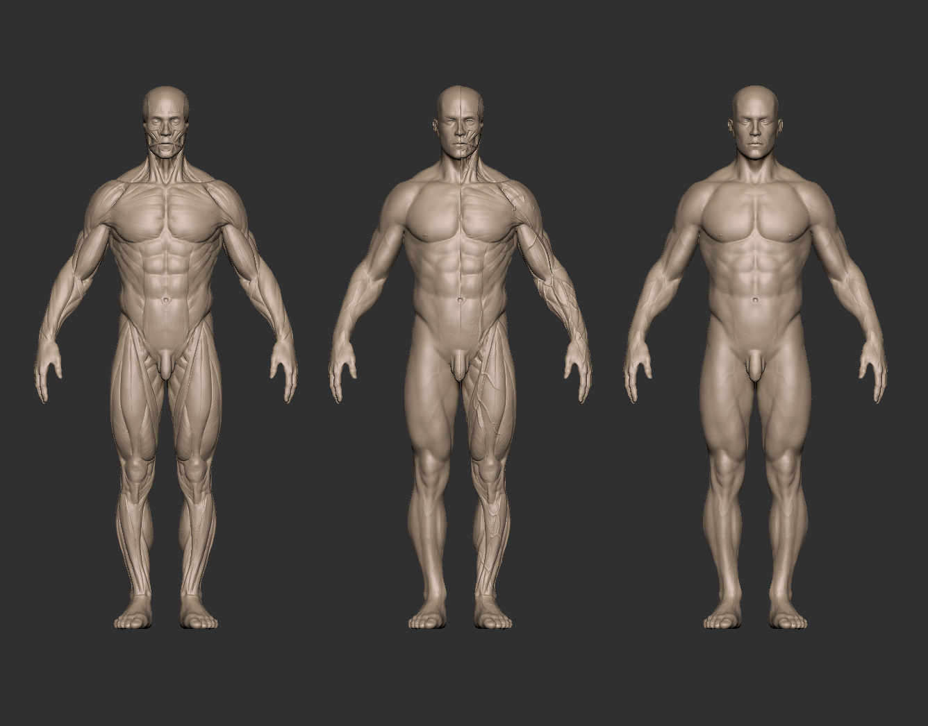 男肌肉模型.jpg