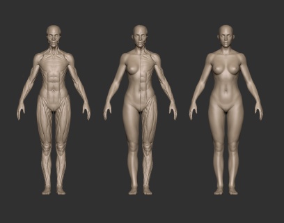 女肌肉模型.jpg