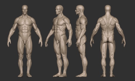 男肌肉人体模型01.jpg