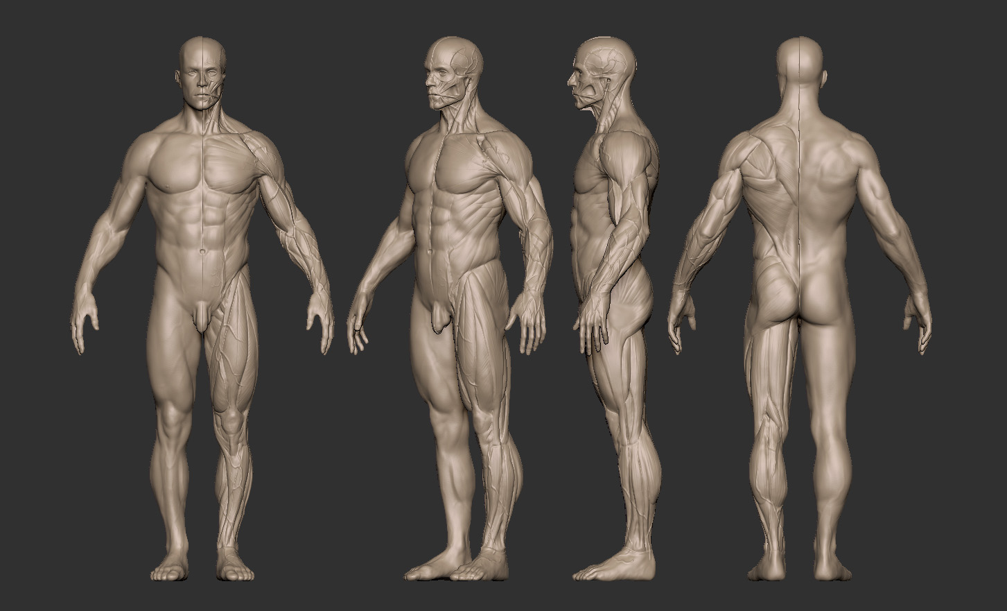 男肌肉人体模型02.jpg