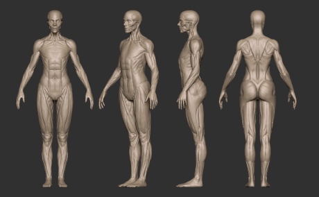 女肌肉人体模型01.jpg