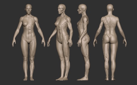 女肌肉人体模型02.jpg