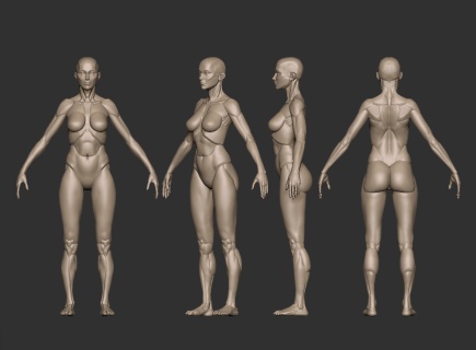 女人体结构.jpg