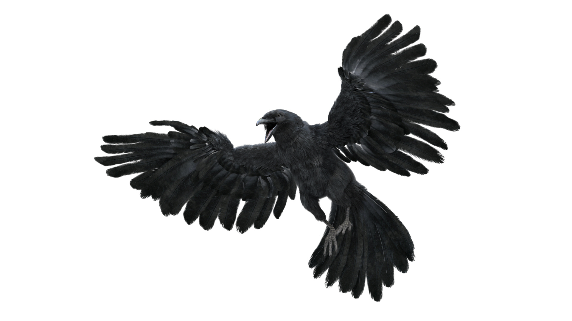 crow-1.jpg
