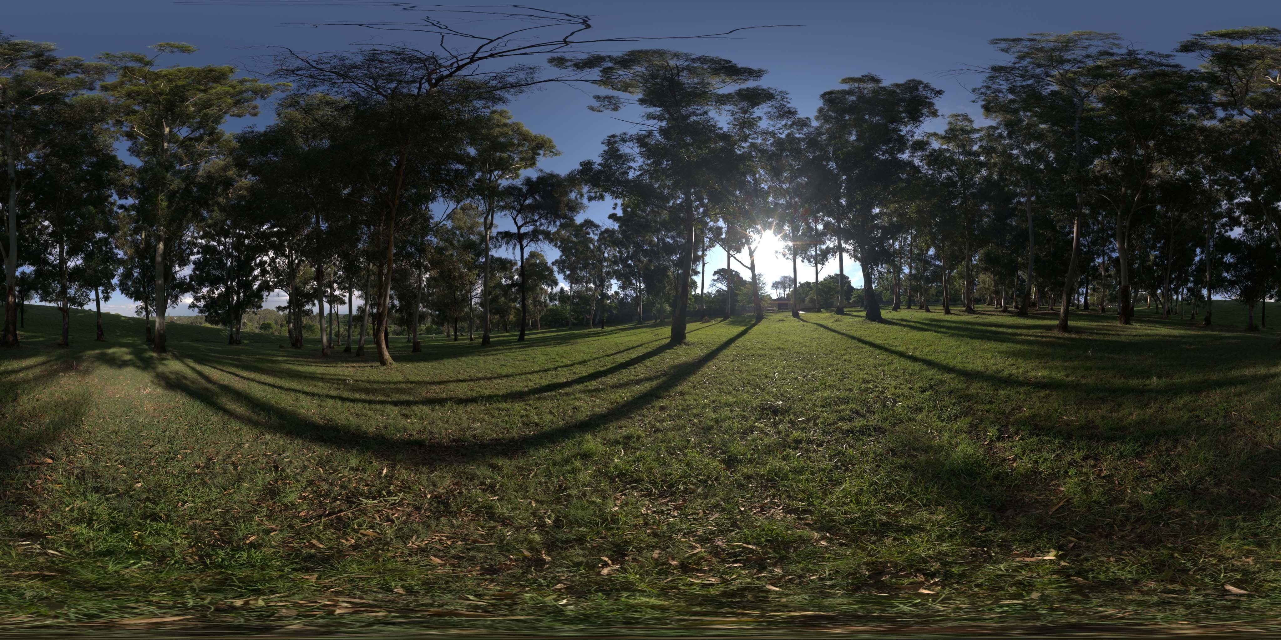 荒郊树林 A (16).jpg