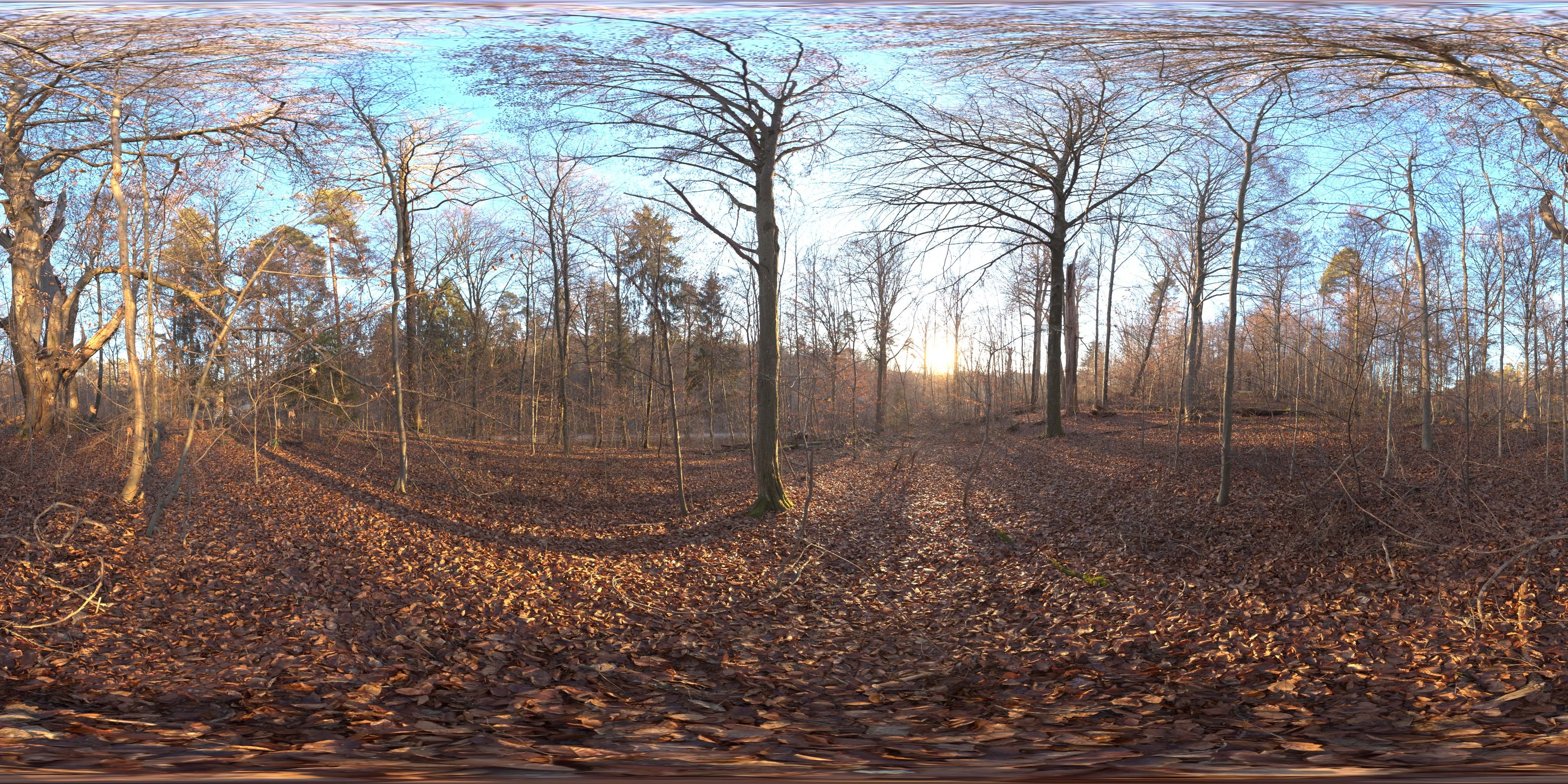 荒郊树林 A (4).jpg