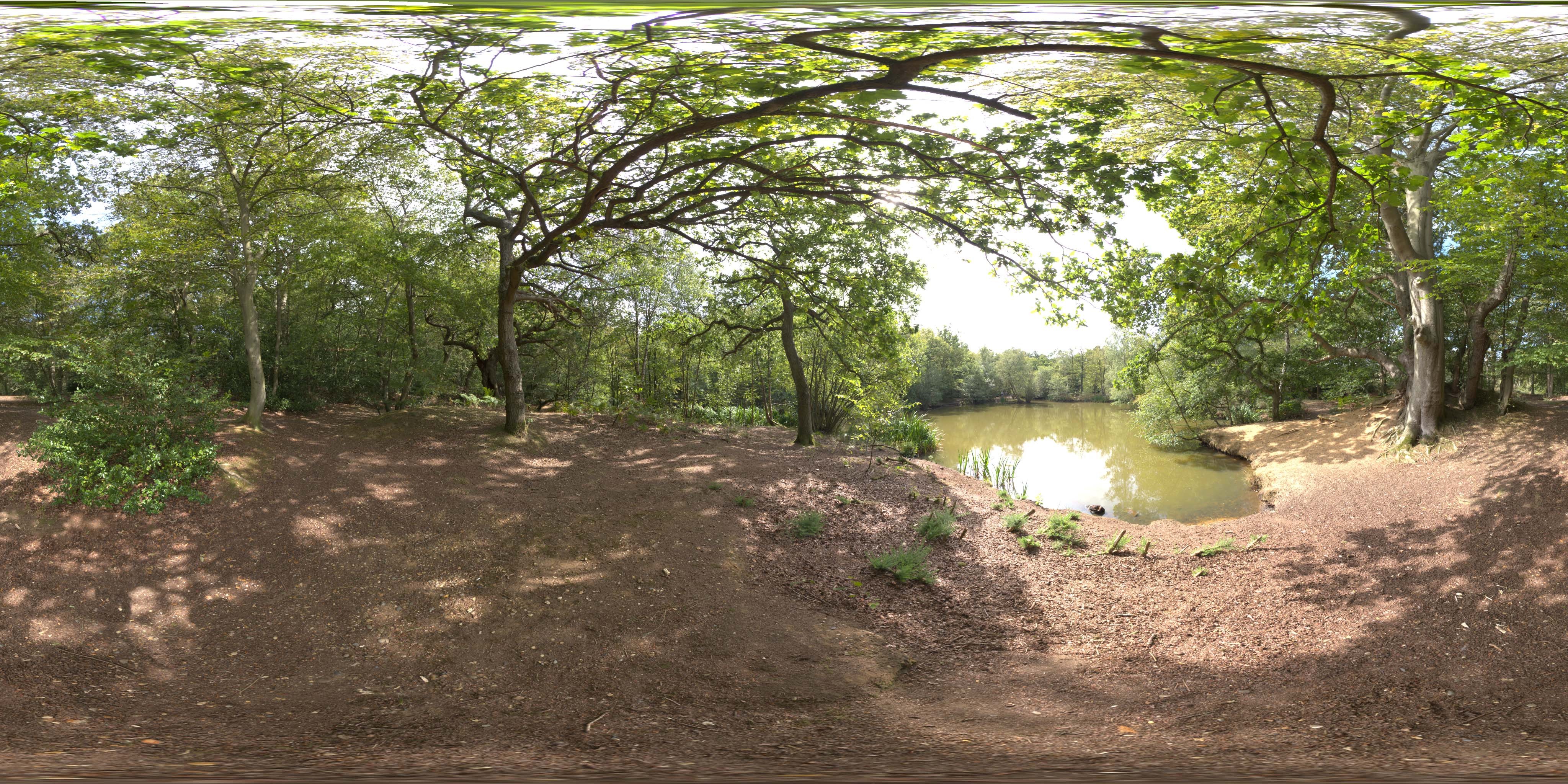 荒郊树林 A (10).jpg