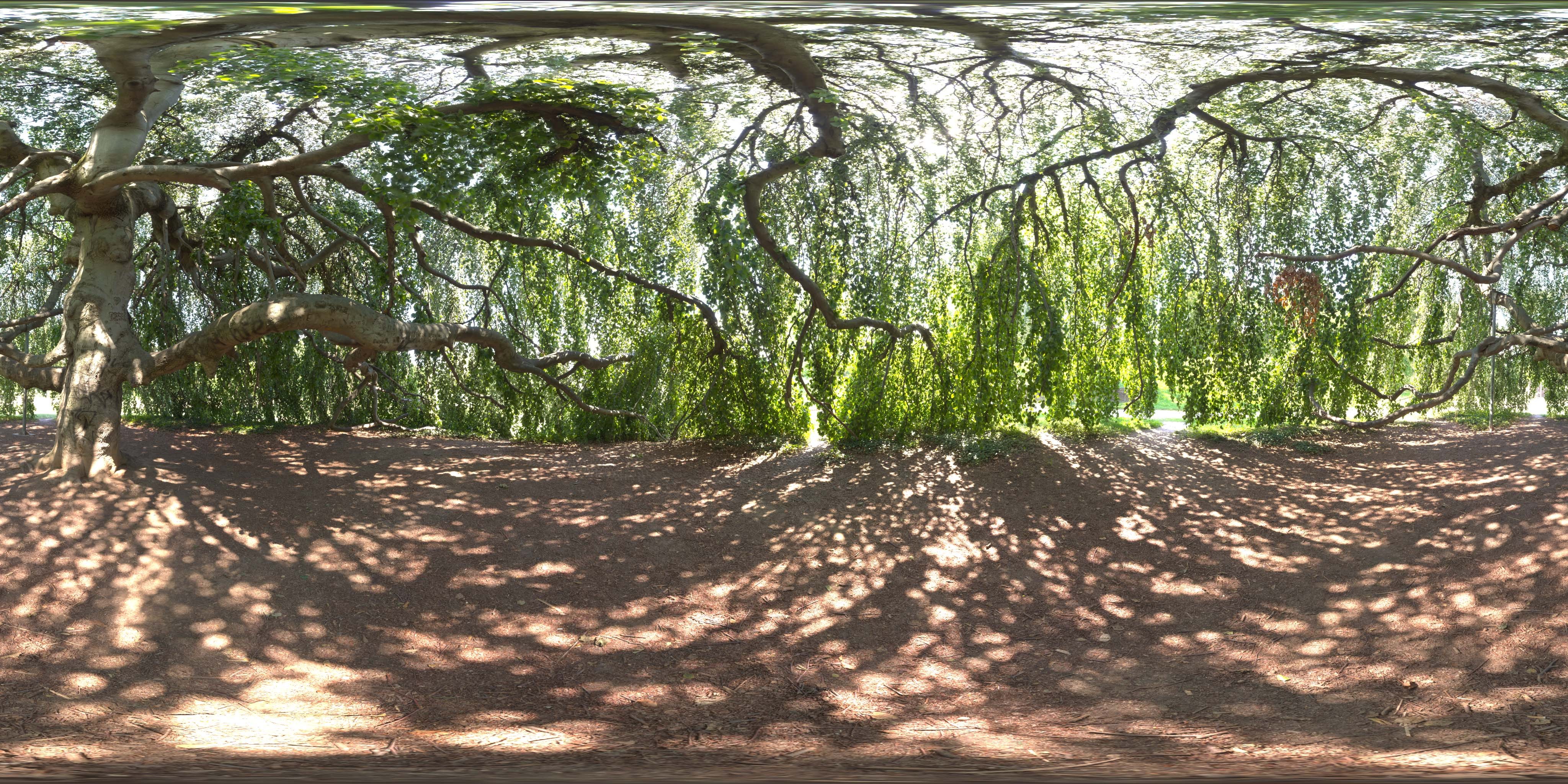 荒郊树林 A (14).jpg