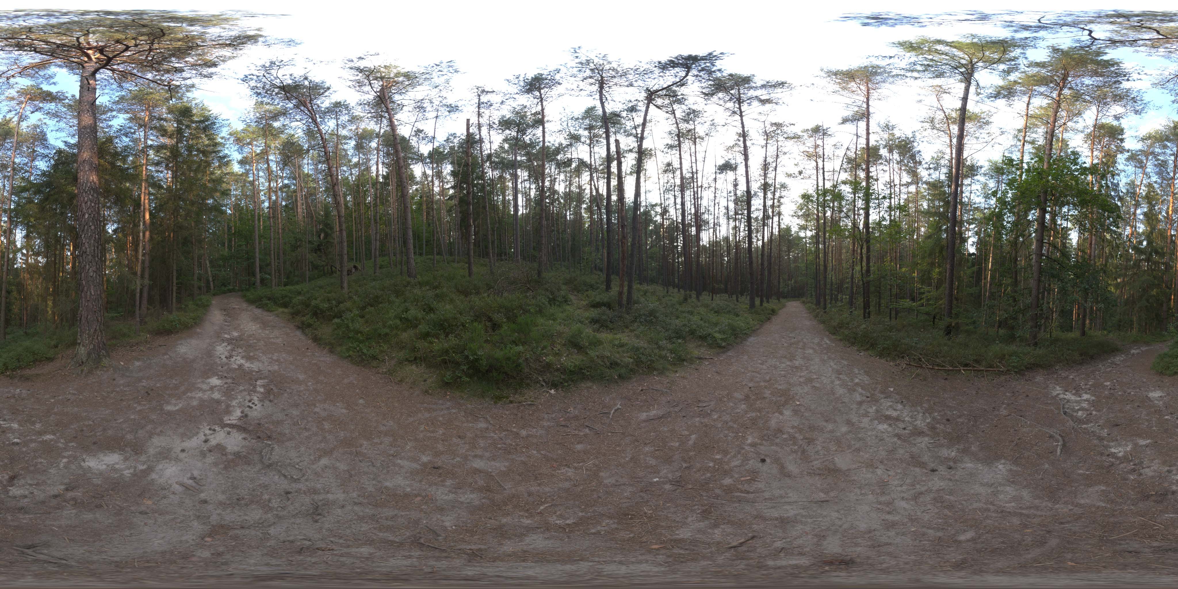 荒郊树林 A (22).jpg