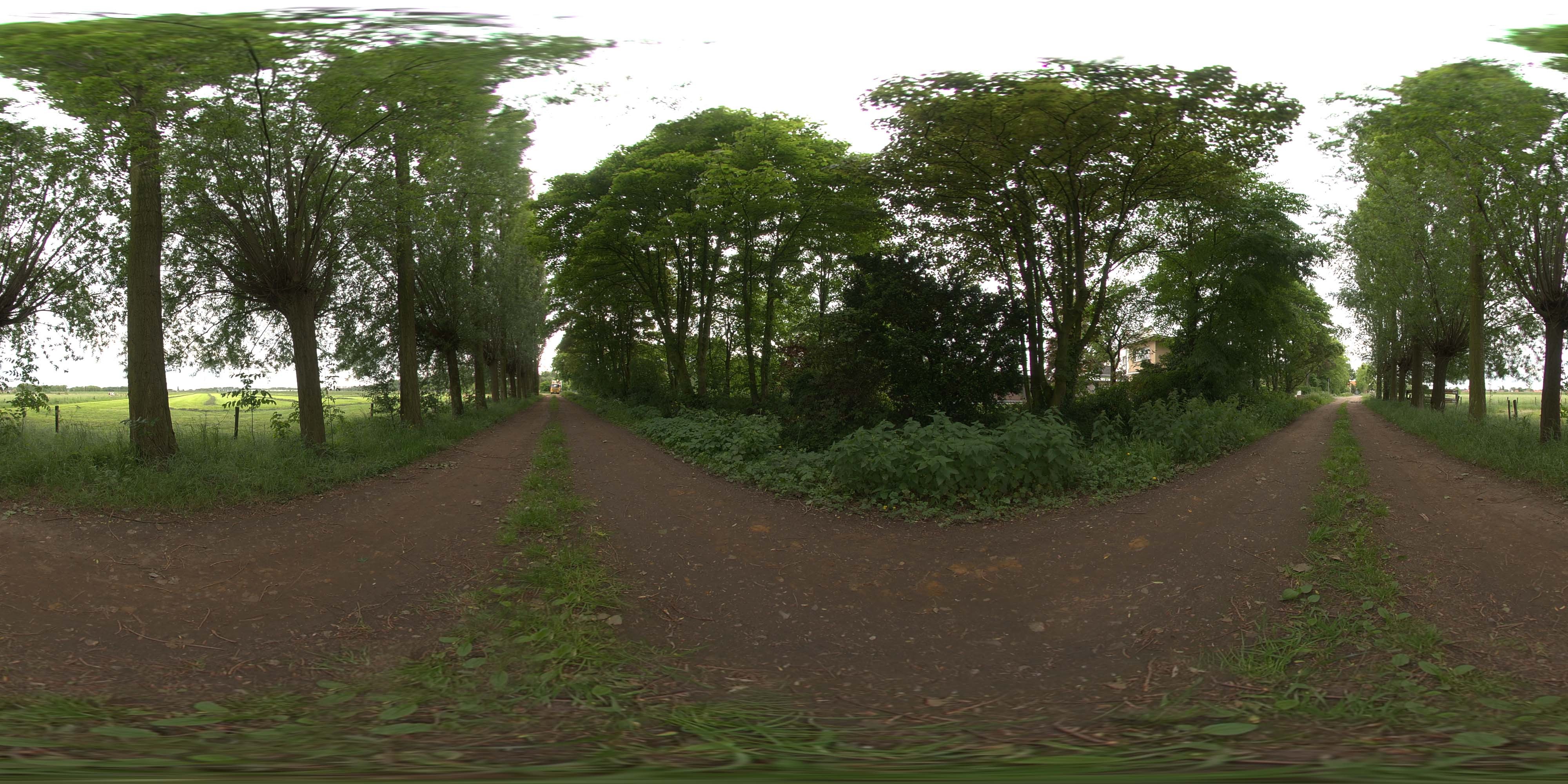 荒郊树林 B (3).jpg