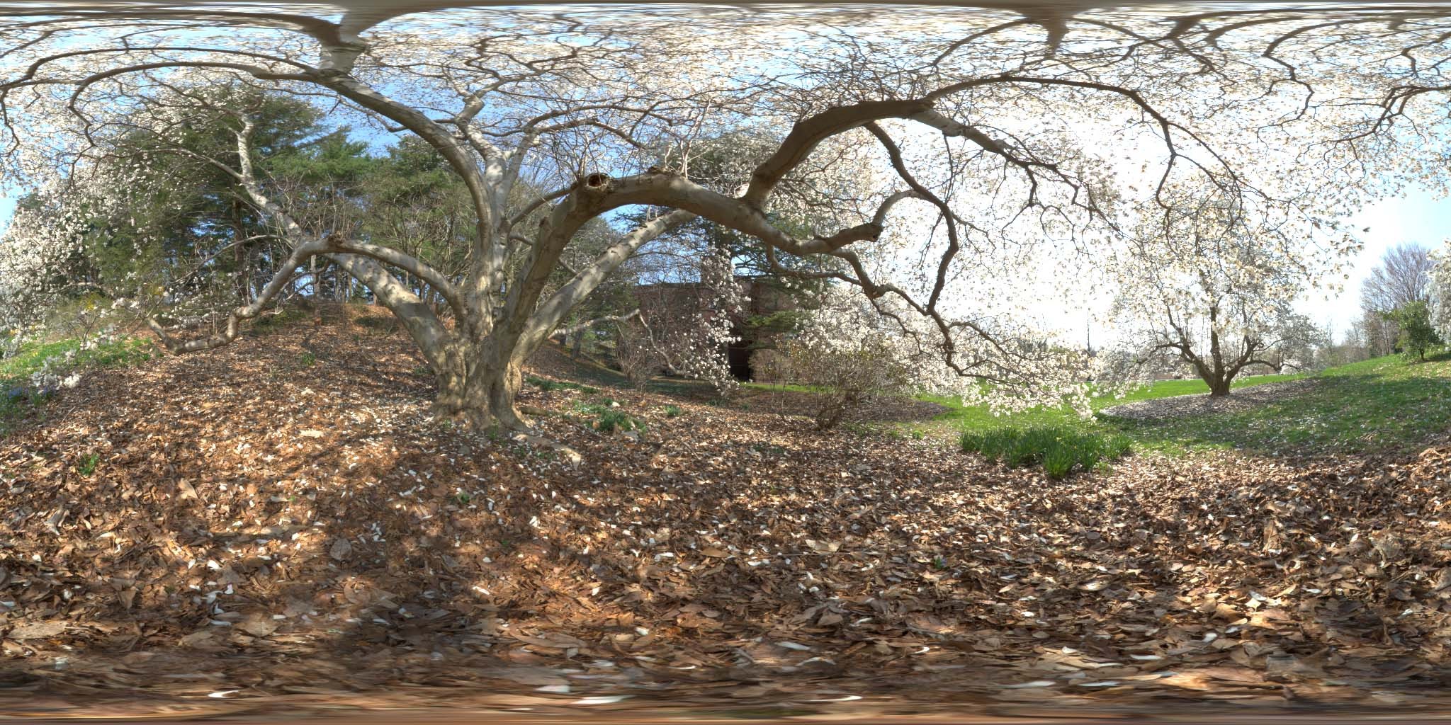 荒郊树林 B (12).jpg