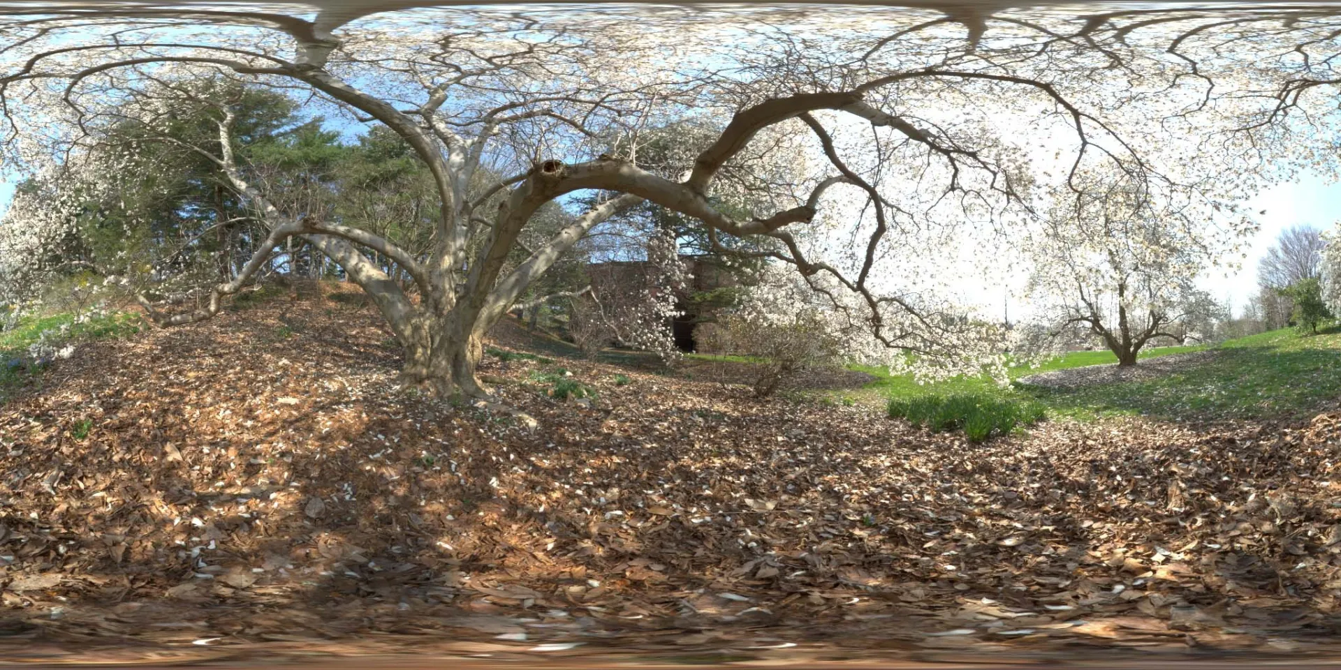 荒郊树林 B (12).jpg