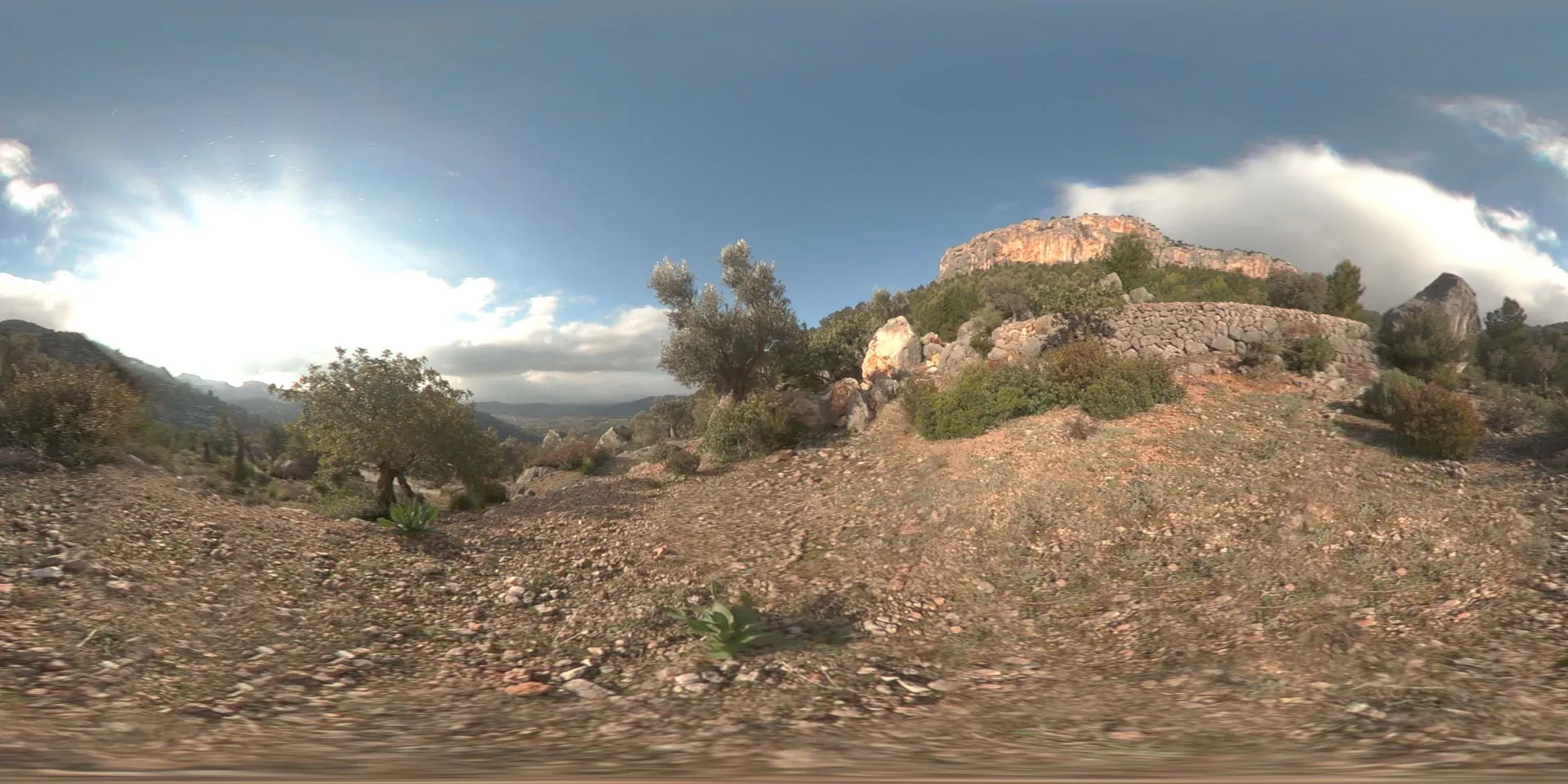 荒郊树林 B (23).jpg