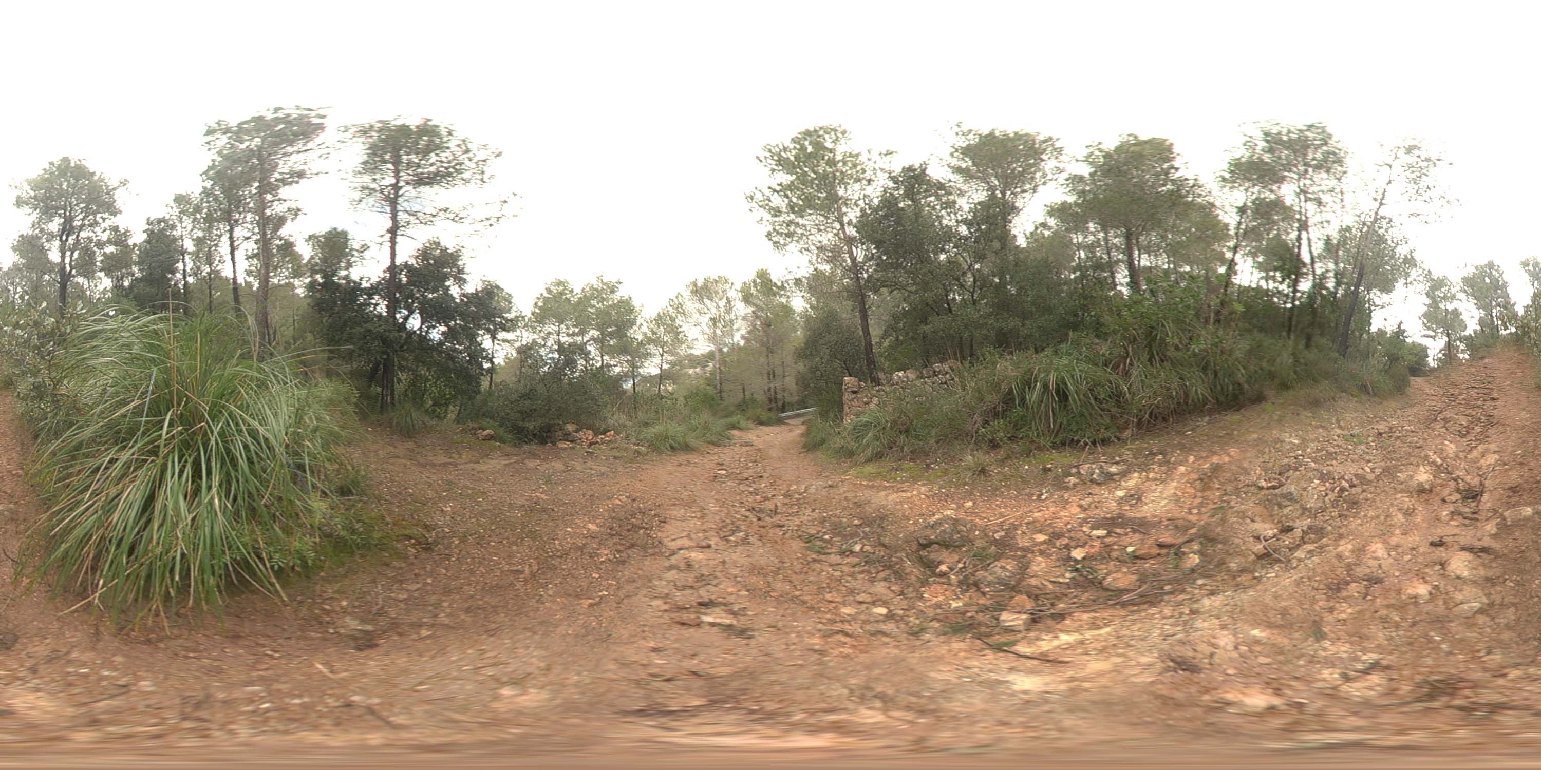 荒郊树林 B (20).jpg