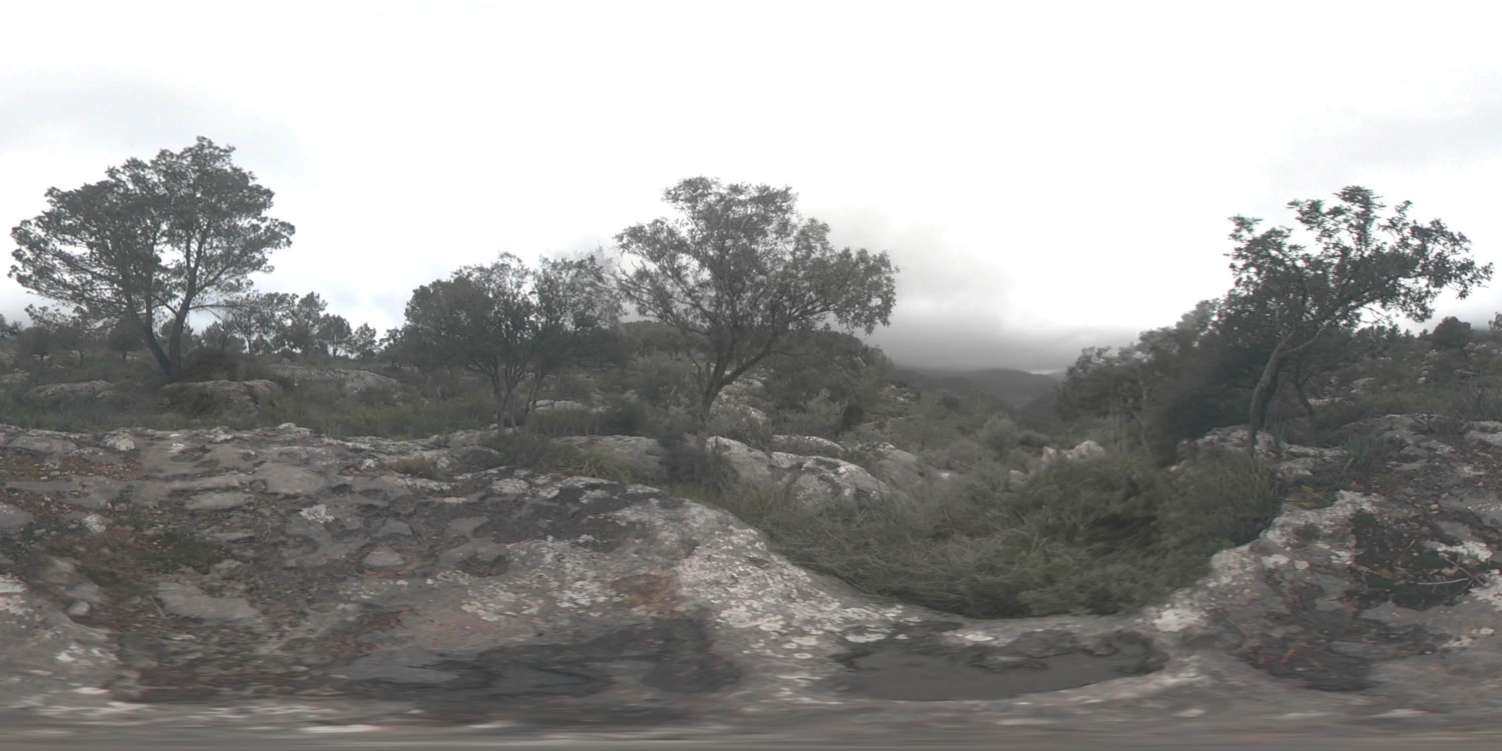 荒郊树林 B (22).jpg